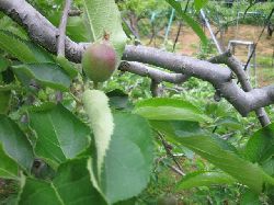 観光園ではりんごの摘果作業をはじめました。